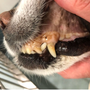 Anaemia in Cats and Dogs