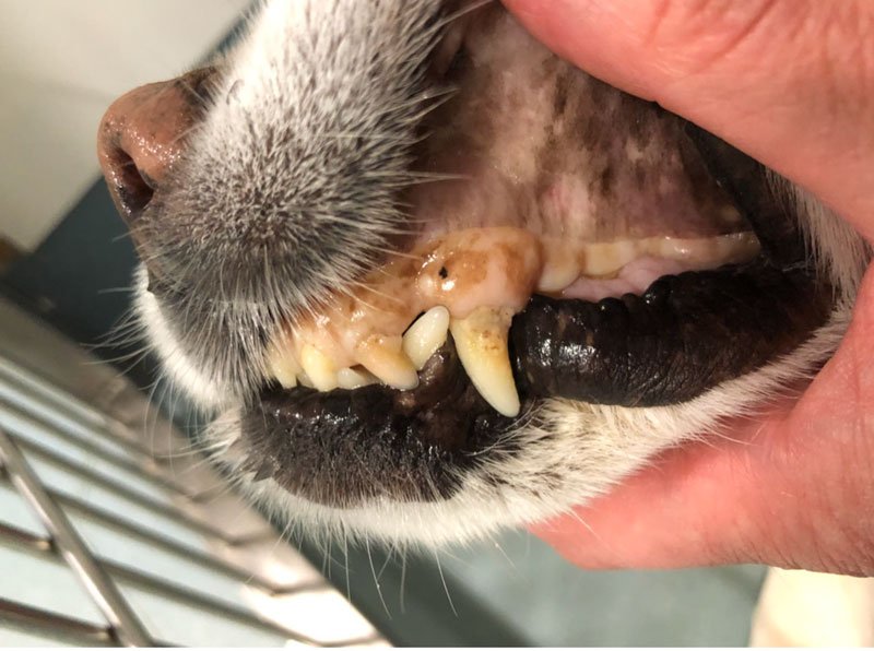 Anaemia in Cats and Dogs