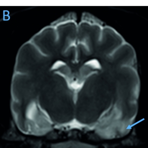 Anti-Epileptic Drug Therapy - What to do in Cases of Refractory Canine Epilepsy*