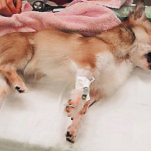 Approach to Intermittent Collapse in the Dog - The Neurologist’s Perspective*