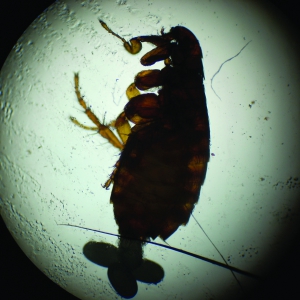 Bartonella in Cats - An Underestimated Zoonotic Risk?*