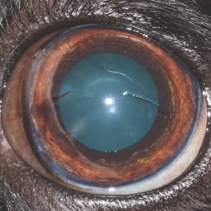 Brachycephalic Dogs - Ulcers and Corneal Health*