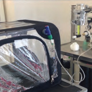 Practical Approach to the Cat with Respiratory Distress