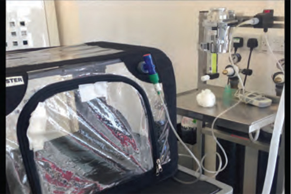 Practical Approach to the Cat with Respiratory Distress