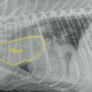 Pericardial Effusion and Cardiac Neoplasia in Dogs