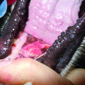 Canine Cutaneous Mast Cell Tumours*
