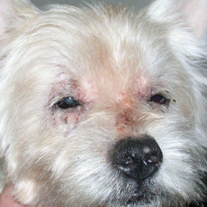 Advances in Canine Dermatology