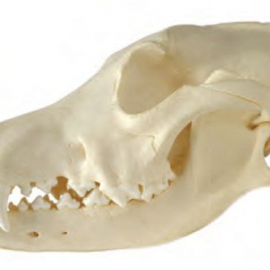 Veterinary Dentistry - Oral Anatomy and Tooth Development