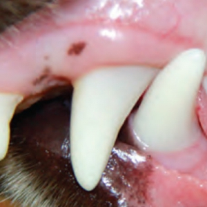 Dentistry - Oral Examination