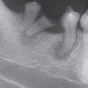 Veterinary Dentistry – Pathology and Diagnosis of Traumatically Injured Teeth