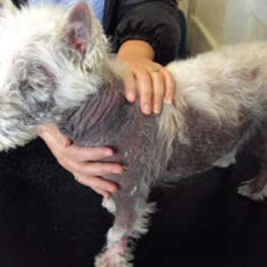 Atopic dermatitis in dogs – Part 1 Diagnosis