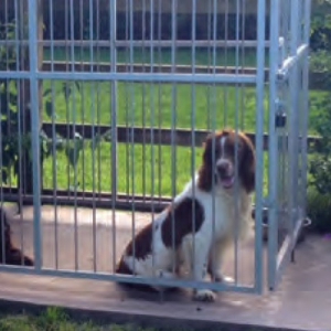 Atopic dermatitis in dogs – Part 2 Therapeutics