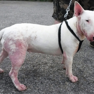 Canine Demodicosis: Old and New Treatments
