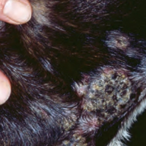 Pemphigus Foliaceus in Dogs - Diagnosis and Management