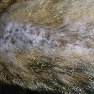 An overview of eosinophilic skin diseases in cats and dogs