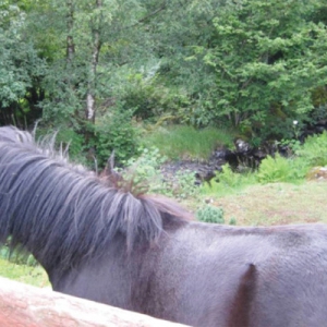 Investigating and Treating Sweet Itch in horses*