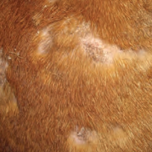 Scaling and crusting in dogs: Part 1 – diagnostic approach