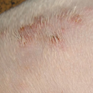 Scaling and crusting in dogs: Part 2 – Management