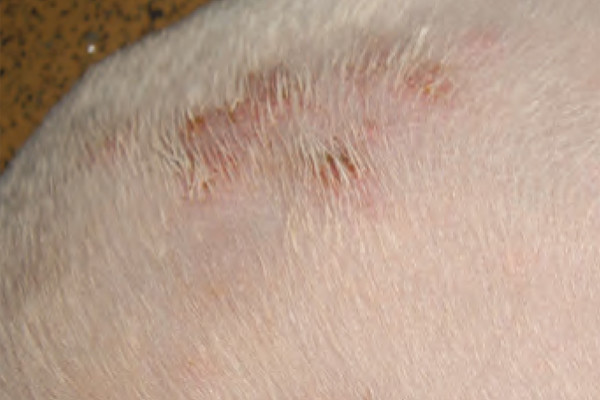 Scaling and crusting in dogs: Part 2 – Management
