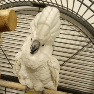 Psittacine and Passerine Birds