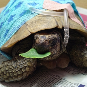 Reptiles in General Practice