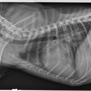 Diagnosis and Treatment of Myxomatous Mitral Valve Disease in Dogs