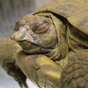 Common Chelonian Ailments Seen in Practice