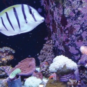 Practical Approach to the Fish Veterinary Case