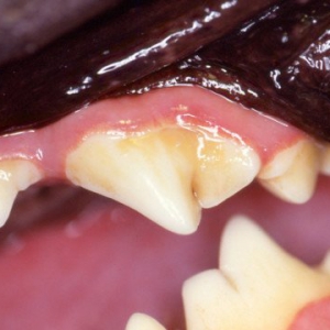Companion Animal Dentistry