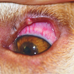 Eyelid surgery in dogs*