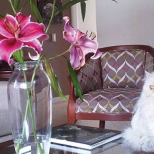 Acute kidney injury in cats: Part 1- aetiology and diagnosis