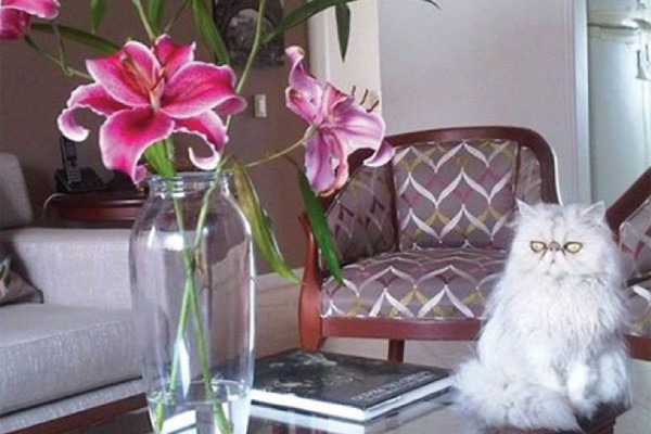 Acute kidney injury in cats: Part 1- aetiology and diagnosis