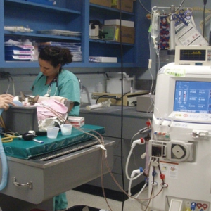 Acute Kidney Injury in Cats: Part 2 – Management