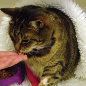 Clinical Approach to Managing Anorexic Cats