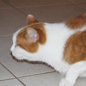 Feline Lower Airway Disease: More than Just ‘Asthma’