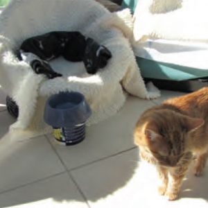 Cognitive Dysfunction Syndrome – How to Help Older Cats with Dementia