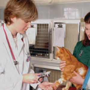 Optimising Diagnosis and Treatment of Feline Chronic Kidney Disease