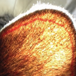 Feline Diabetes: Practical Management - Current Best Practice