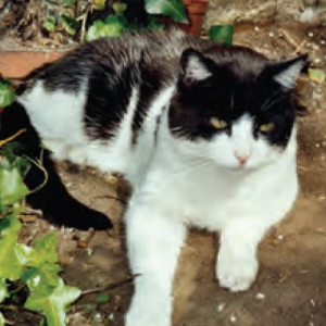 Feline Immunodeficiency Virus: Where Are We Now?