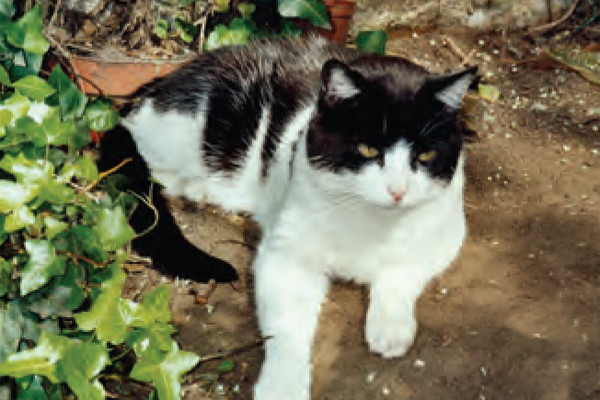 Feline Immunodeficiency Virus: Where Are We Now?