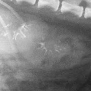Hypercalcaemia in Cats