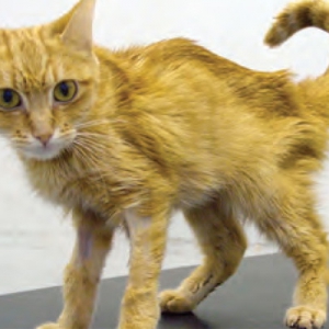 Feline Hyperthyroidism: Challenges and Solutions