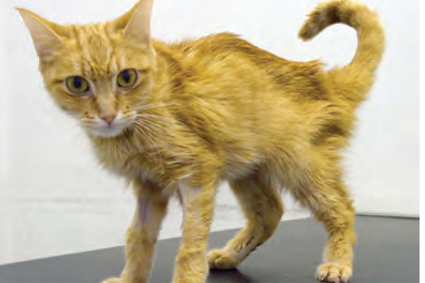 Feline Hyperthyroidism: Challenges and Solutions