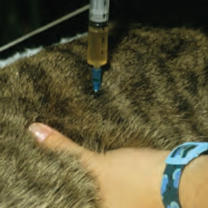 Maintaining Health in the Older Cat