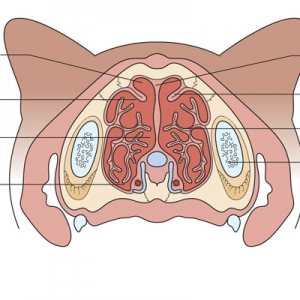 Practical Approach to Investigating Feline Upper Respiratory Disease using Rhinoscopy
