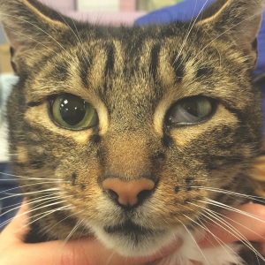 Canine and Feline Neurology