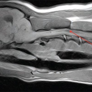 The role of MRI in veterinary neurology