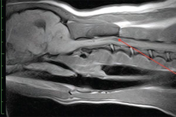 The role of MRI in veterinary neurology