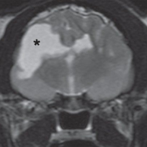 Why image young dogs with epilepsy?