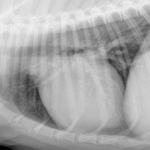 Thoracic Radiology of dogs and cats